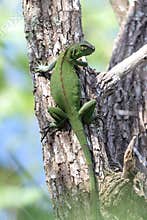 Green Iguana climbing a tree.