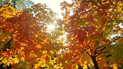 Enchanting autumn maple leaves glowing in the sunlight during fall in the park