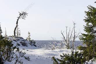 Ladoga Lake shore in winter with small pine and spruce trees