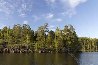 A coniferous forest on a rocky bank in the soft morning light