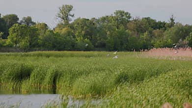 Many river gulls hunt fish in lakes, rivers, and canals. Seagulls fly over