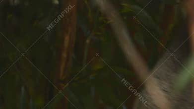 Australian Koalas fighting over territory