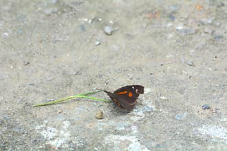 Euploea mulciber on wet mud