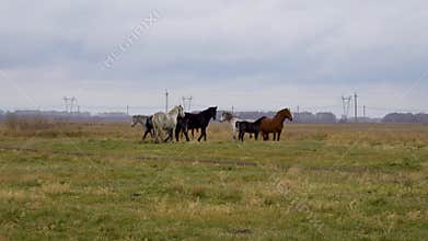 A herd of horses is eating grass in the field. Cattle grazing. horses walk through the autumn field in the village.