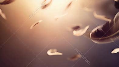 Feathers Falling Slowly on White Background