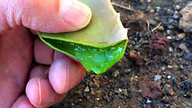 Aloe vera, flower and leaf