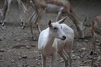 Graceful White Deer Standing Amidst a Peaceful Herd in Nature