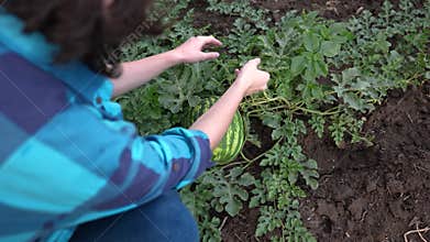 farmer in watermelon field. agricultural business concept. a young farmer walks through a field and looks at ripe
