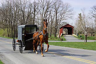 Amish Horse and Carriage