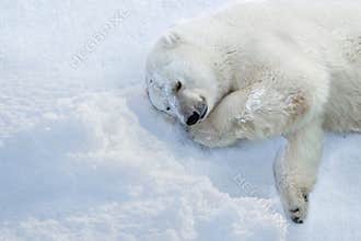 Polar bear enjoying the cold lying in fresh snow