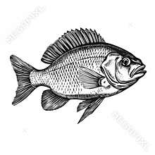 Captivating Black And White Fish Drawing With Textured Illustrations