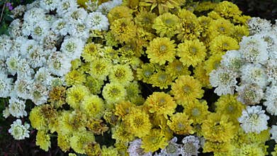 Garden arrangement landscaping the front of the house.