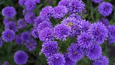 Close up Field of green grass and blooming daisies and dandelions, a lawn in spring.