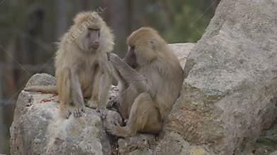 Two baboons anubis groom each other outdoors in an animal park.