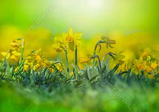 Spring beautiful flowers wallpaper.