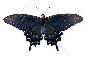 Beautiful Spicebush Swallowtail Papilio troilus butterfly isolated on a white background with clipping path