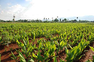 Turmeric plants