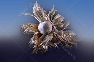 Corylus avellana Cosford, edible hazelnut shown. It was made in July in a studio in Szirák.