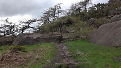 Pine woodland at The Roaches in the Peak District National Park