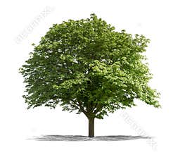 Green tree on a white background