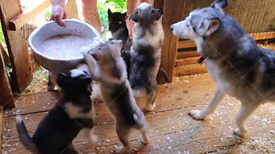 Male hands feed puppies and mother dog husky in
