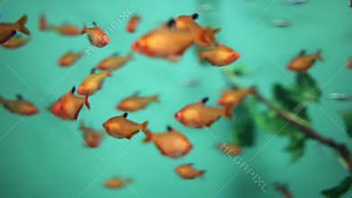 Many small orange fishes swim in water of