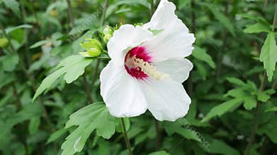 White hibiscus (Hibiscus syriacus) flower with a