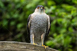 Sparrowhawk (Accipiter nisus) a small bird of prey