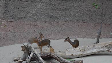 Very cute Madoqua animals at the zoo. Study and protection of animals. Kirk's dik-dik Madoqua kirkii