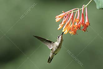 Ruby Throated Hummingbird Feeding on Honeysuckle Flowers in Summer