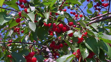 Cherry tree close-up. Ripe cherries on a branch. Concept: natural juice. Cherry tree close-up. Ripe cherries on a branch.