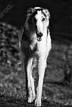 Borzoi russian sight-hound in action