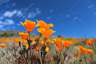 California poppy field in springtime, USA