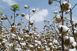 Cotton field