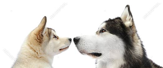 Puppy and adult malamute dogs