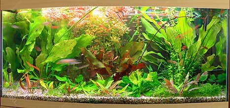 Aquarium