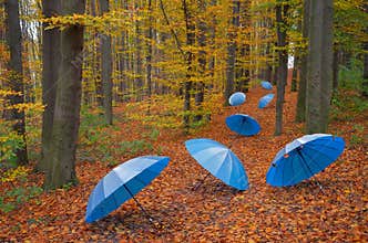 Umbrellas in the wood