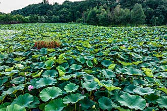 The scenery of China\'s Changchun Jingyuetan National Forest Park with blooming lotus