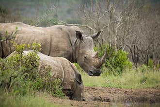 Two white rhinos, a mother and her calf, drink at a waterhole.
