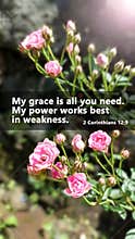Bible verse quote - My grace is all you need. My power works best in weakness. 2 Corinthians 12:9 with pink roses flower plant
