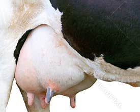 Big udder full of milk