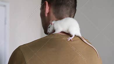 Mouse crawls over a person\'s neck. Home pet - fancy mouse, fancy mice, decorative mouse.