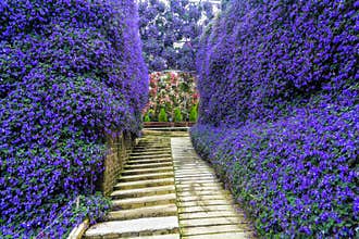 Purple flower alley with stair