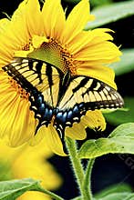 Eastern Swallowtail Butterfly works on a yellow Sunflower Bloom.