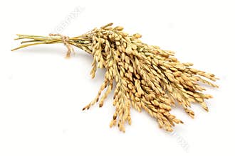 Rice stalks