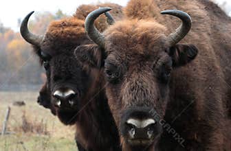 Big male of european bison stands in the autumn forest