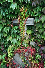 Forgotten grave overgrown with ivy