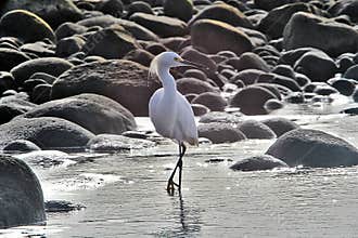 Wildlife in Guatemala: A Snowy egret is seen foraging on a beach in El Salvador