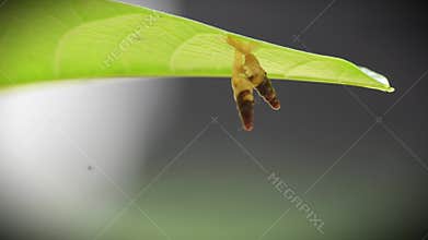 two snails are mating, making love in the romance of true love under the green leaves under the tree