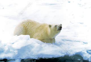 Polar Bear on Ice